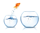 Fish Jumps Fish Tank